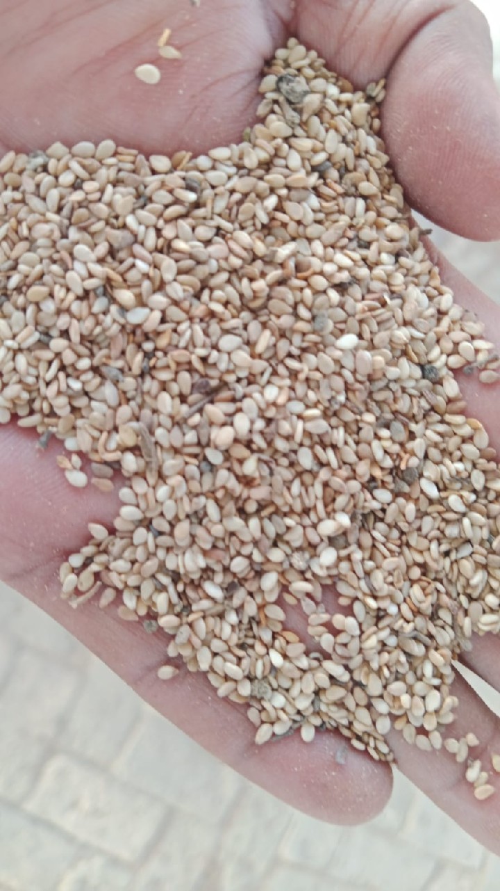 Sesame