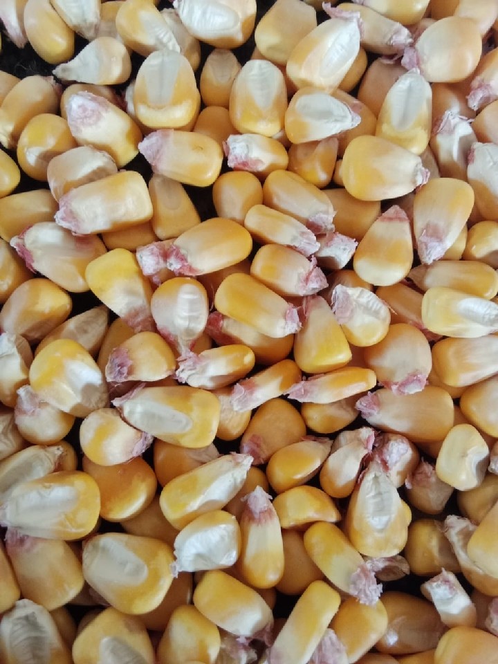 Maize
