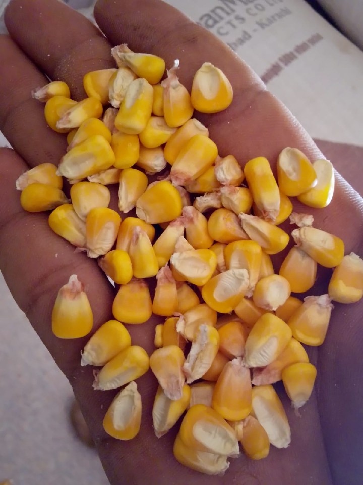 Maize