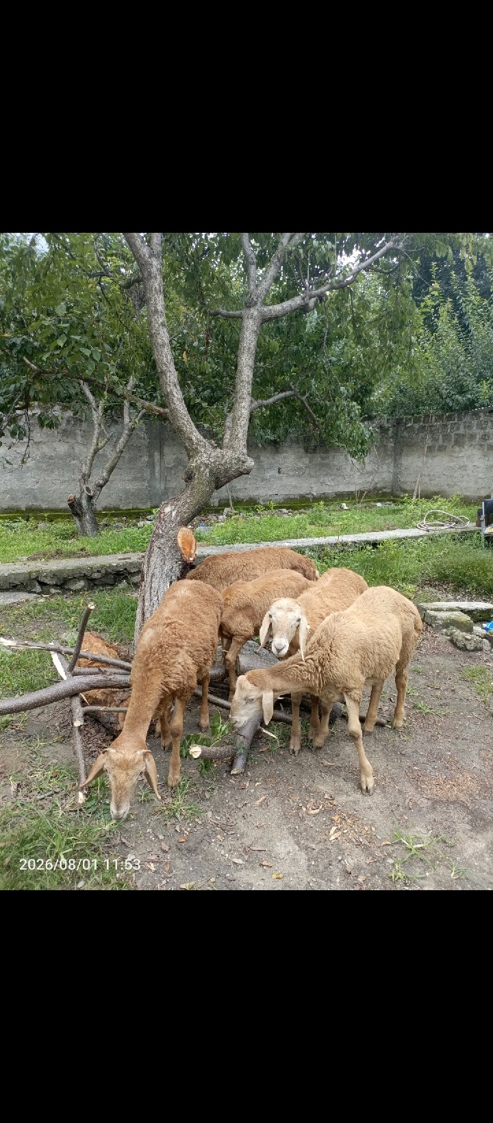 Afghani Breed