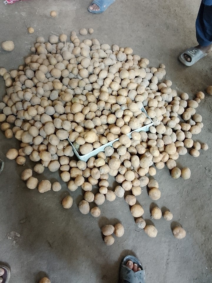 Potato