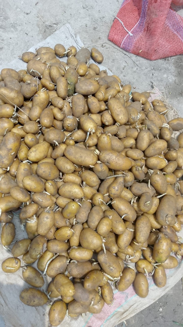 Potato
