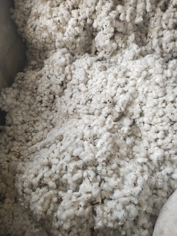Cotton