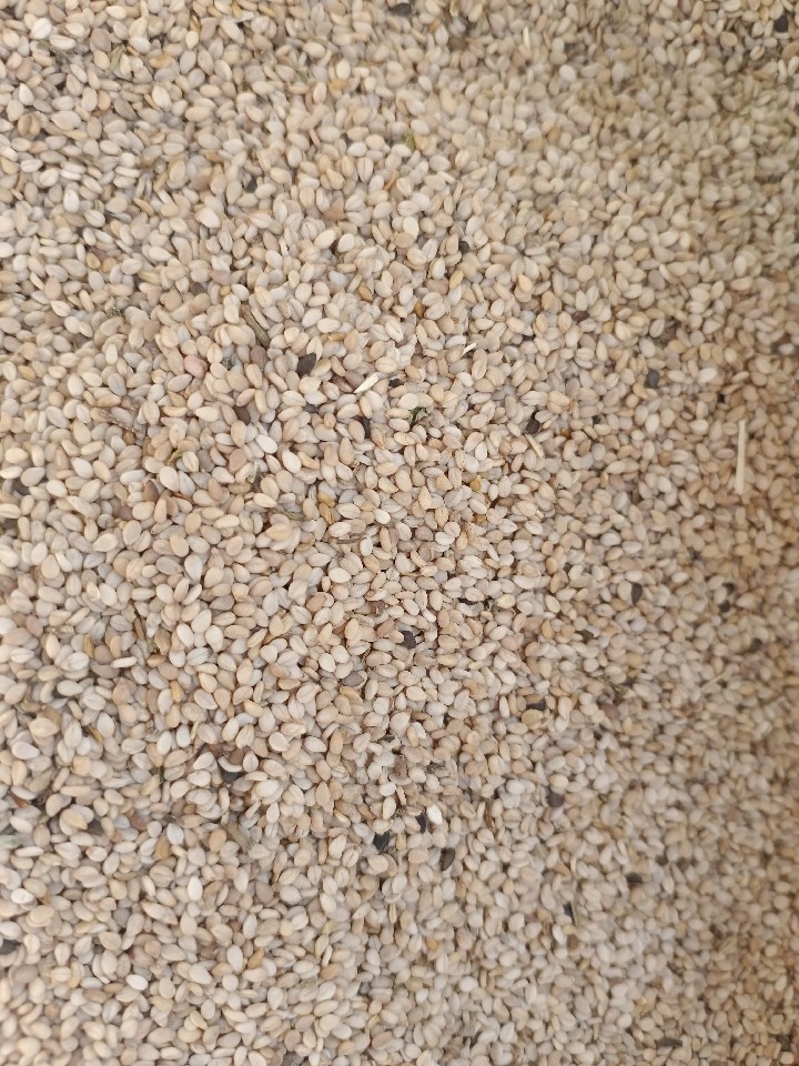 Sesame