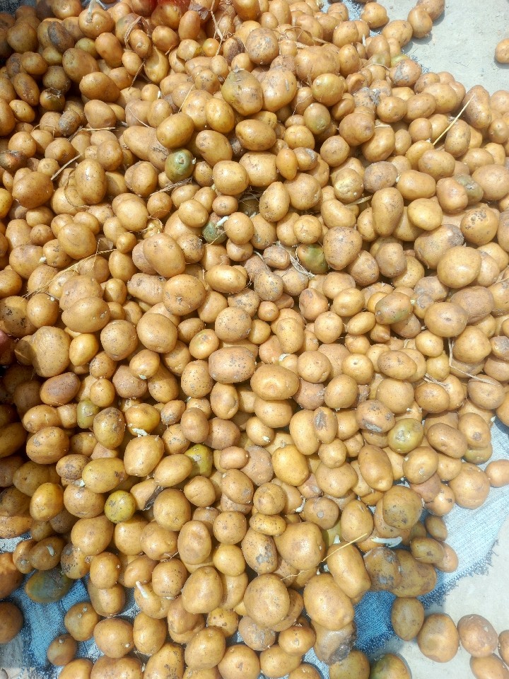 Potato