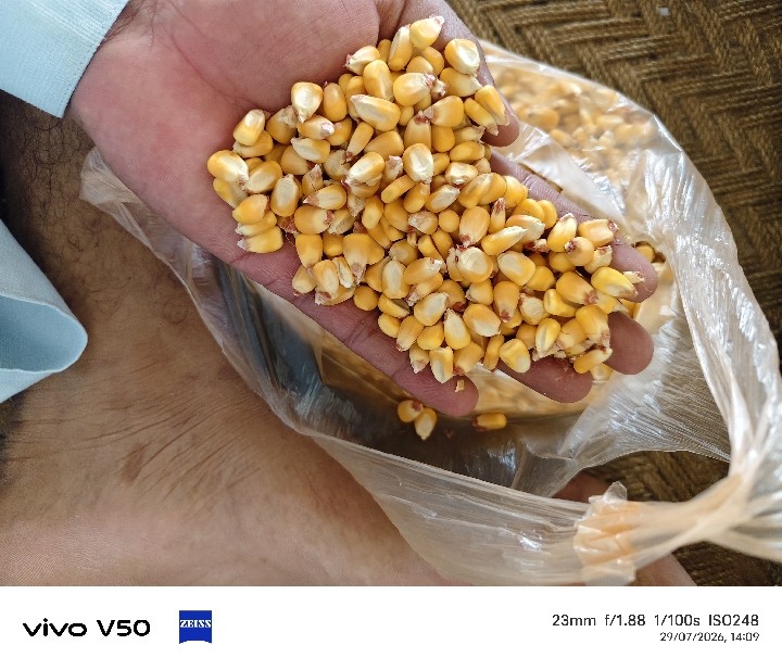 Maize