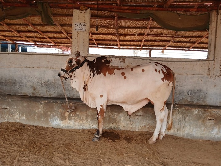 Cholistani Breed