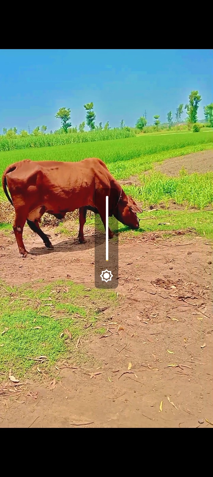 Sahiwal Breed