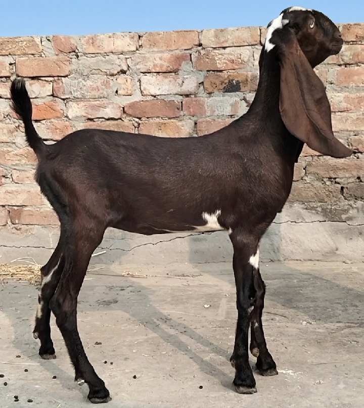 Beetal Breed