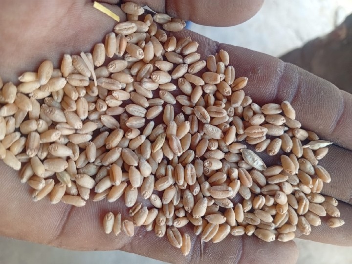 Wheat