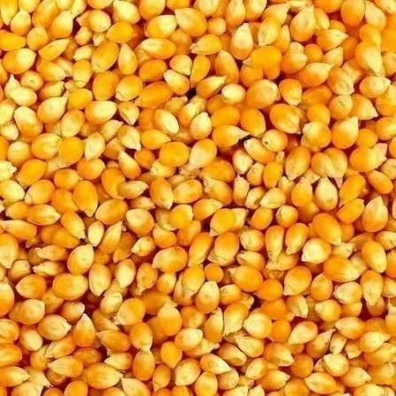 Maize