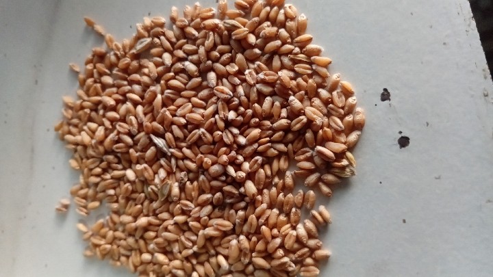 Wheat