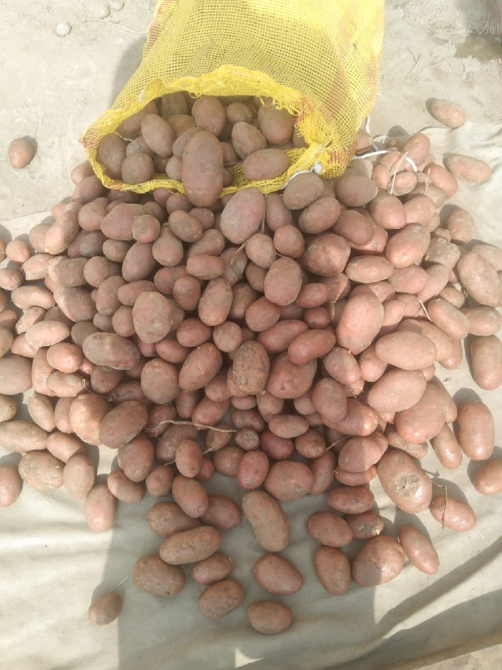 Potato