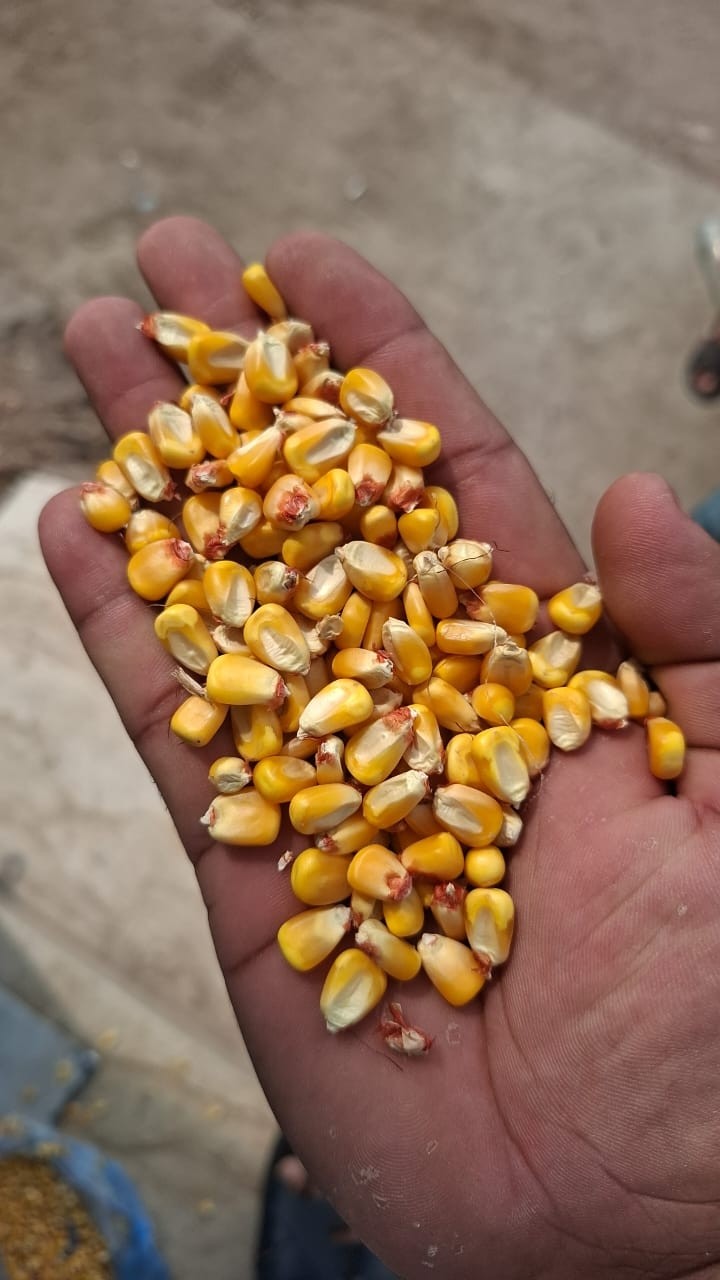 Maize