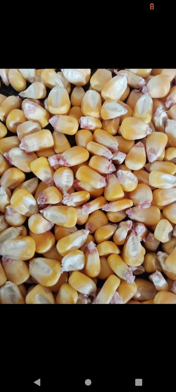 Maize