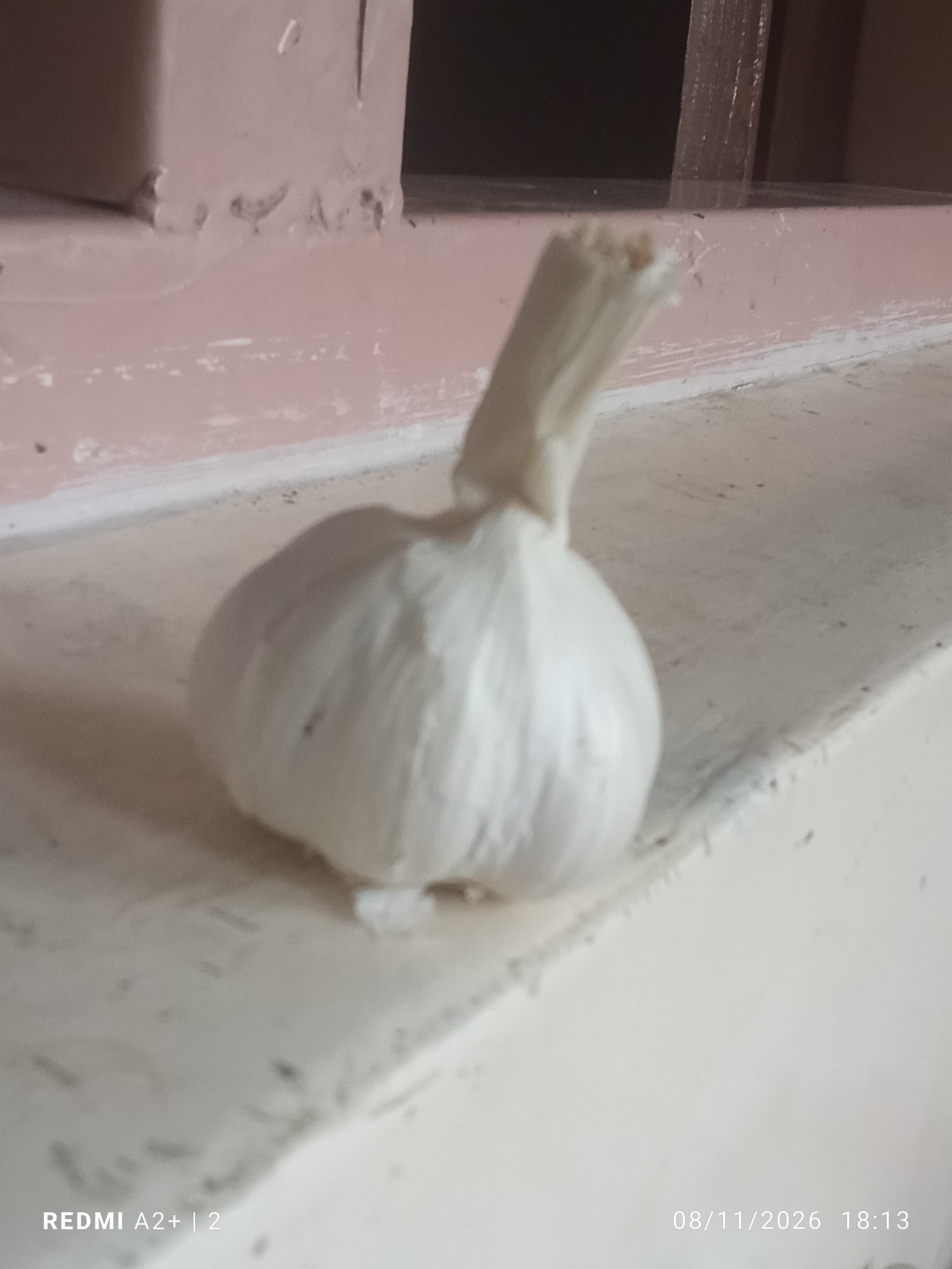 Garlic