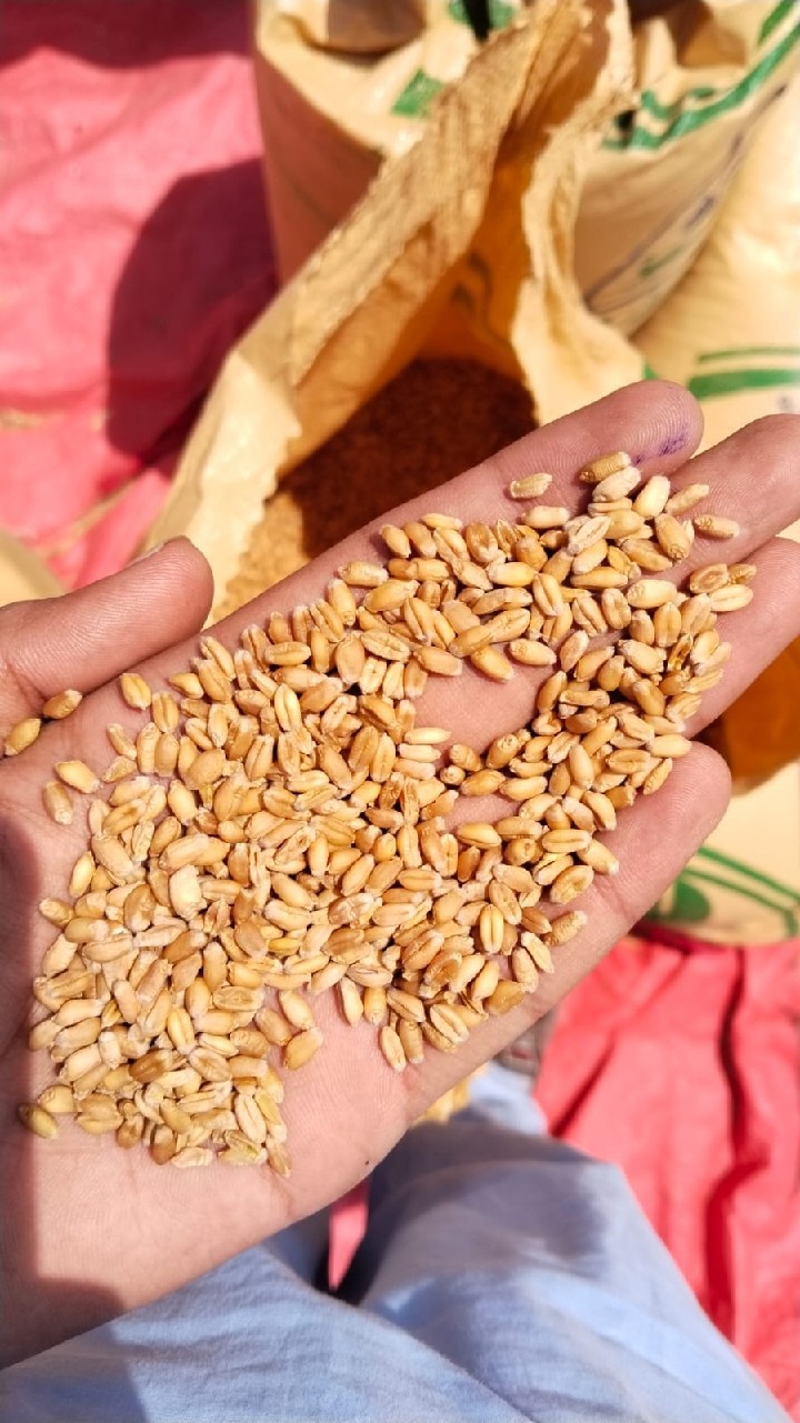 Wheat