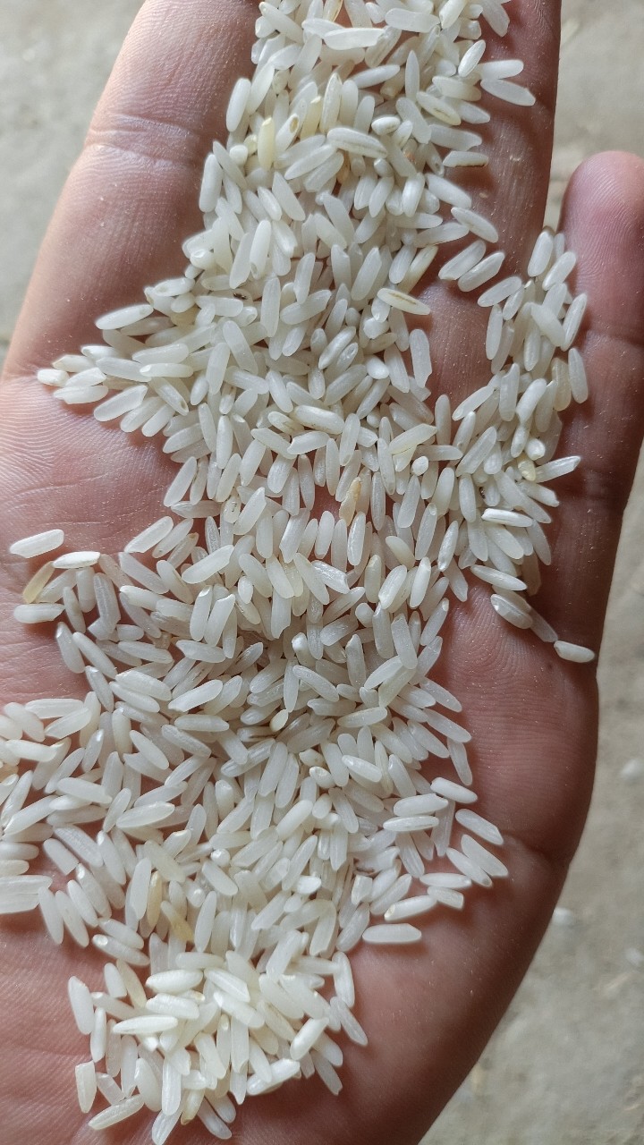 Rice