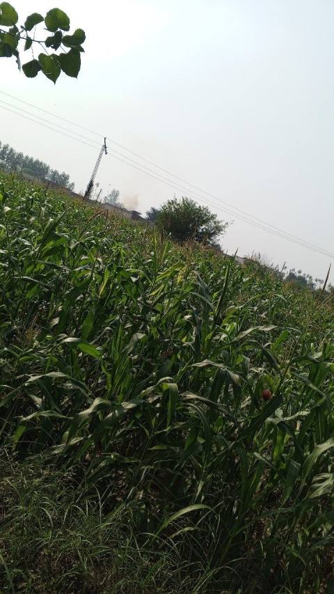 Maize