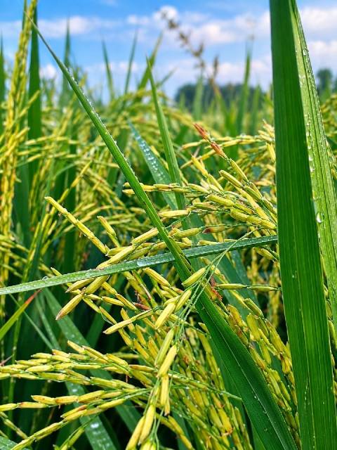 Wheat