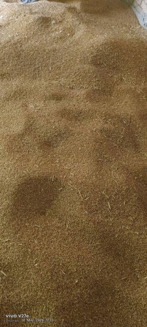 Wheat