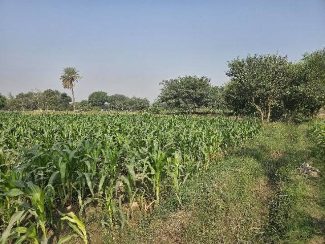 Maize