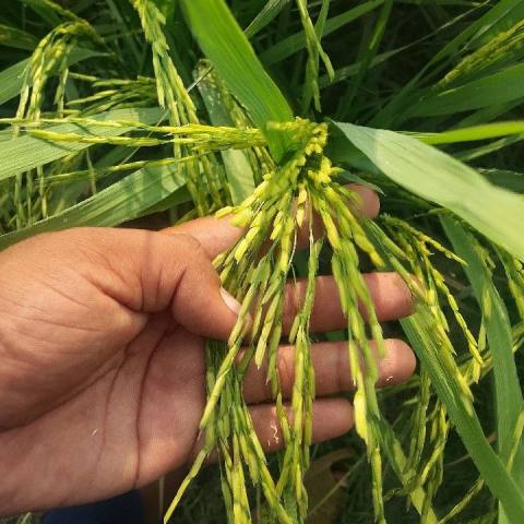 Rice