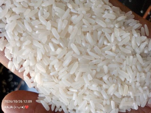Rice