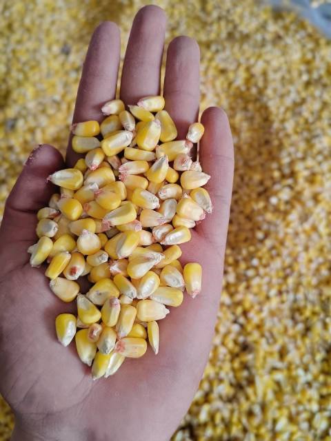 Maize