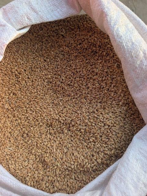 Wheat