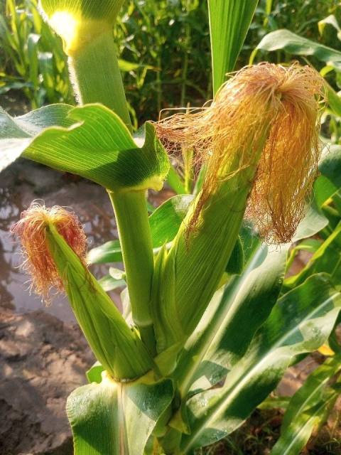 Maize