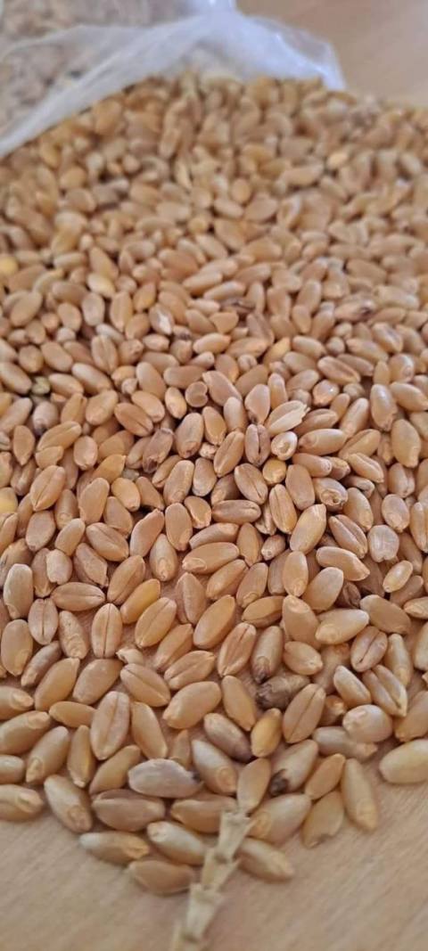 Wheat