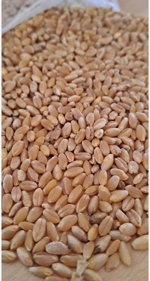 Wheat