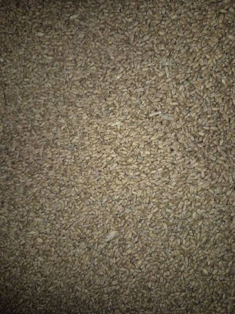 Wheat