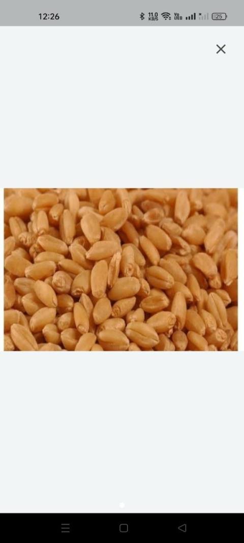 Wheat