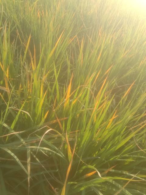 Paddy