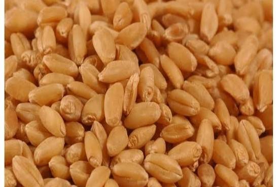 Wheat