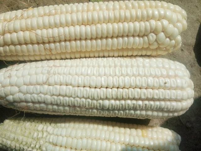 Maize