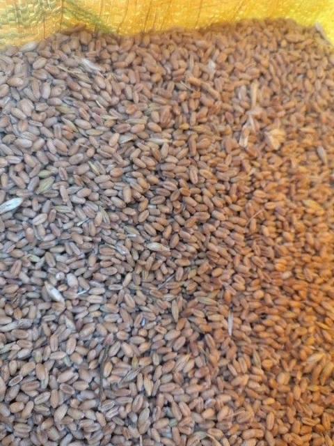 Wheat