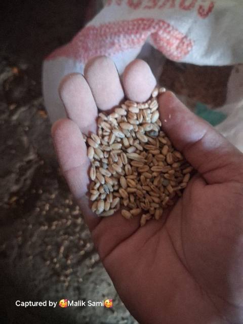 Wheat
