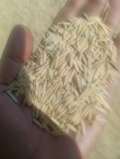 Paddy