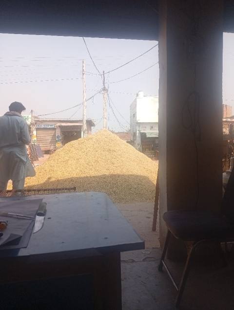 Paddy