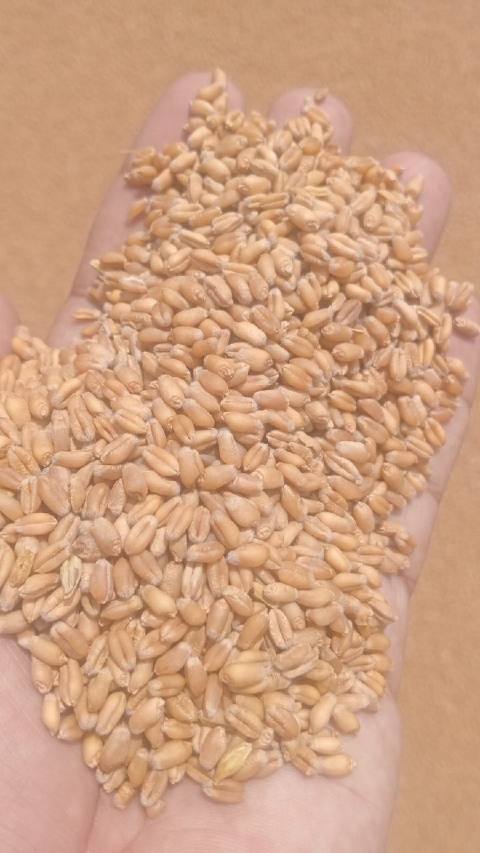 Wheat