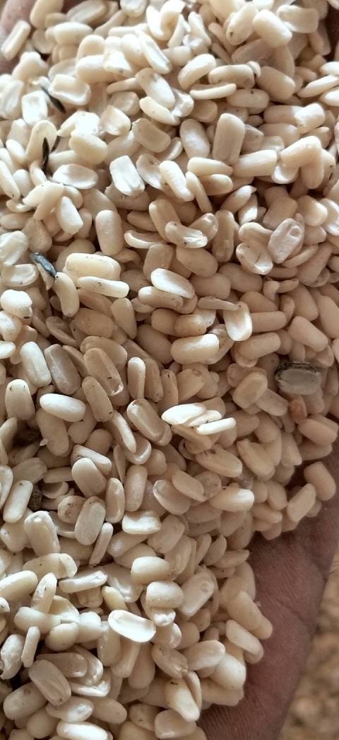 Pulses / Lentils