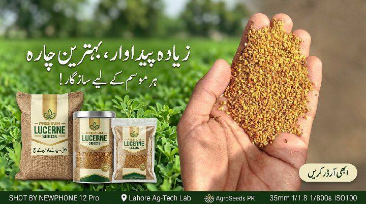 Fodder Seeds