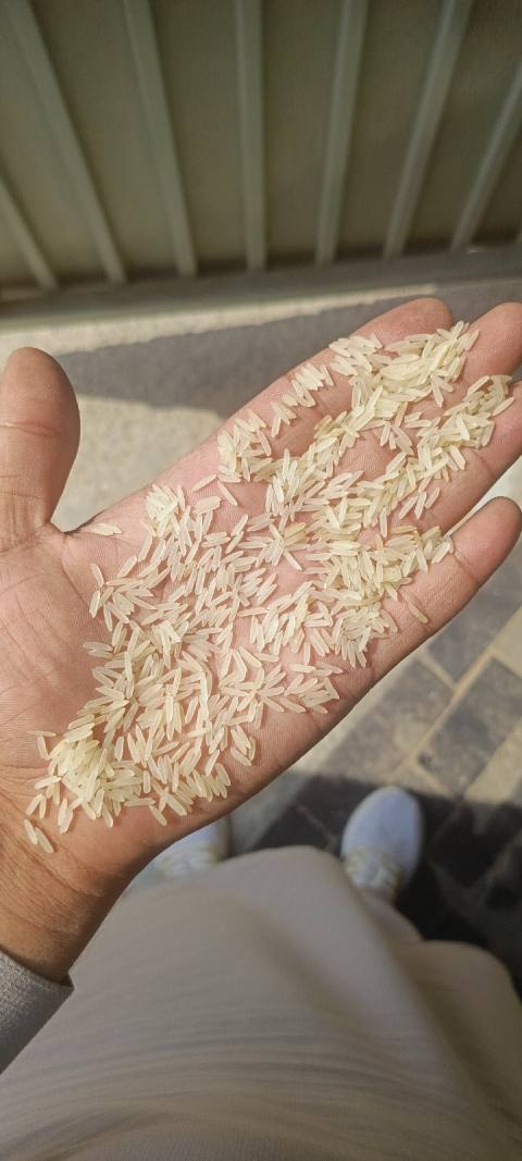 Rice