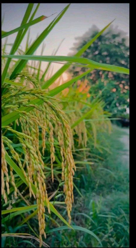 Rice