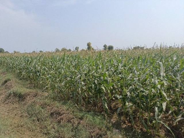 Maize