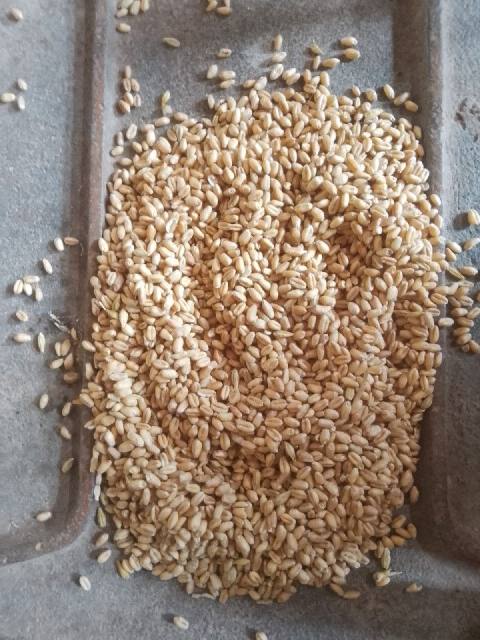 Wheat