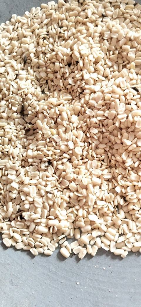 Pulses / Lentils
